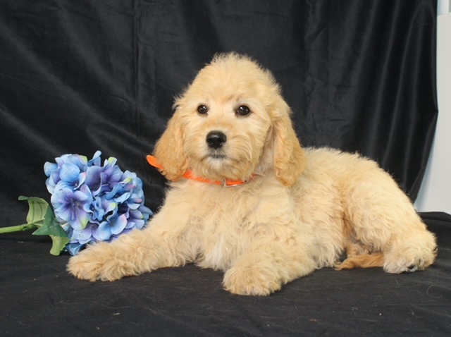 puppy, for, sale, Mini Goldencavadoodles, Ivan J. Stoltzfus, dog, breeder, Dornsife, PA, dog-breeder, puppy-for-sale, forsale, nearby, find, puppyfind, locator, puppylocator, aca